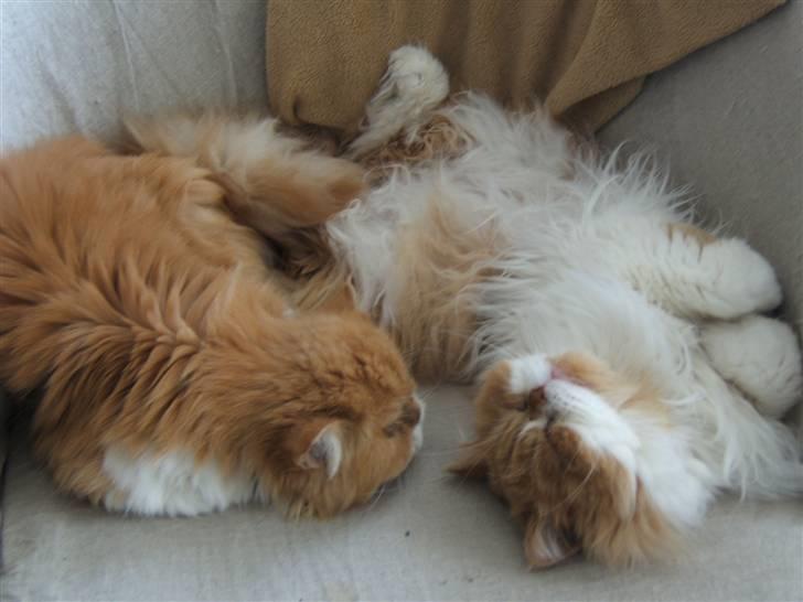 Perser Massen *30.06.2001 -26.05.2014 * - Gammelt billede af mig og min mor, Maddie (2005) billede 18