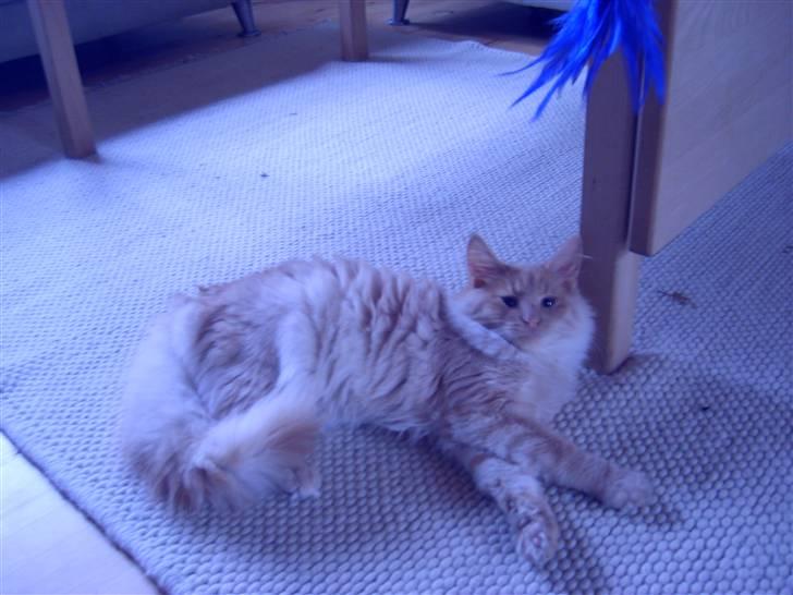 Norsk Skovkat Thomas O'Malley *R.I.P billede 20