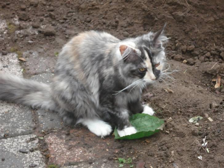 Maine Coon Aia billede 7