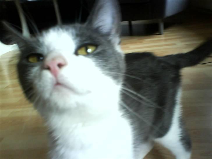 Huskat Abby  billede 2