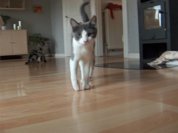 Huskat Abby  - hun er lidt tynd, hun har et lige fået killinger her. billede 3