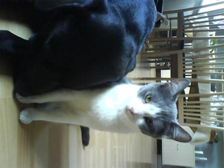 Huskat Abby  billede 5