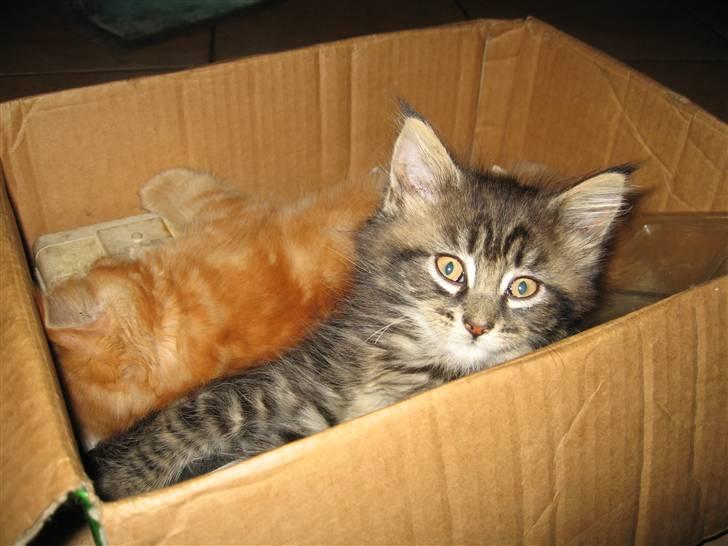 Maine Coon Tøsen billede 1