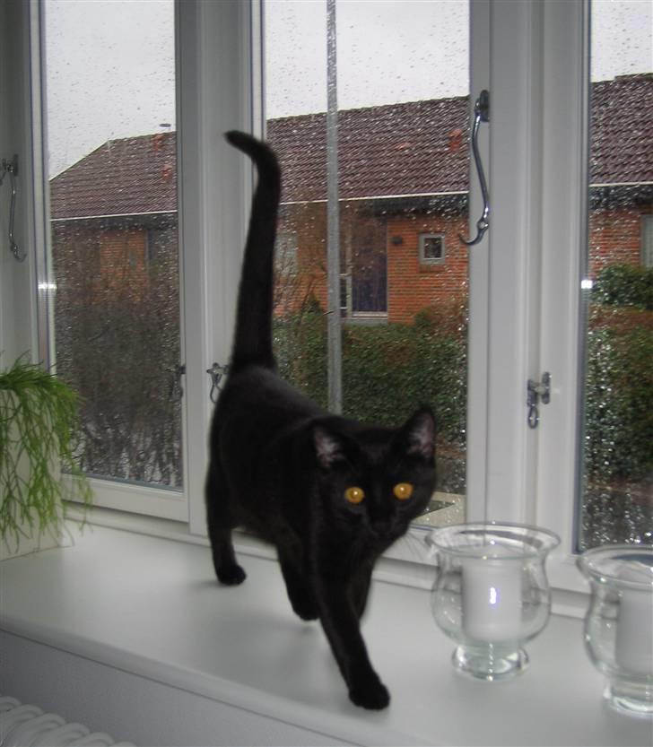 Huskat Oskar billede 7