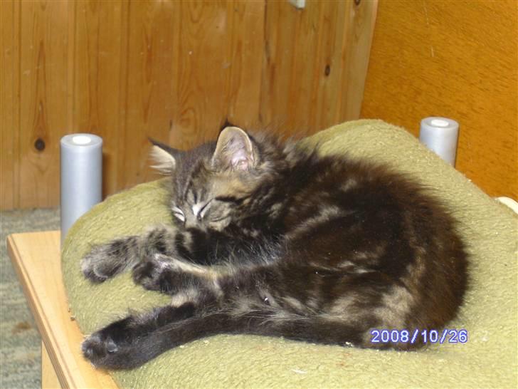 Maine Coon Tøsen billede 2