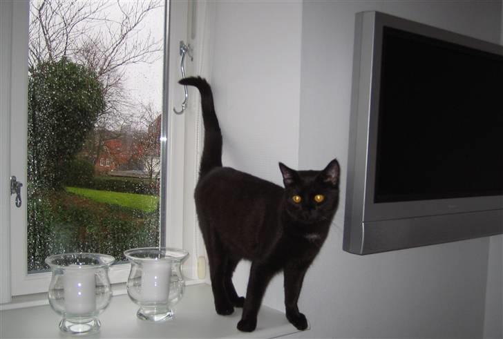 Huskat Oskar billede 8