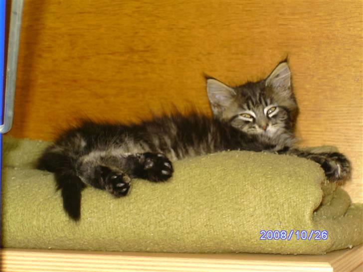 Maine Coon Tøsen billede 3