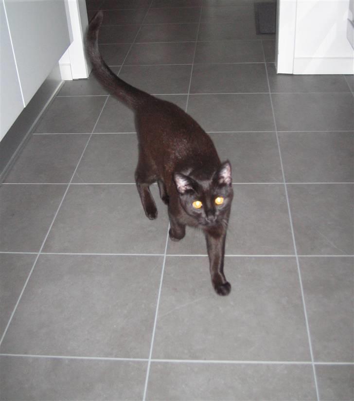 Huskat Oskar billede 9