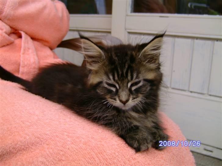 Maine Coon Tøsen billede 4