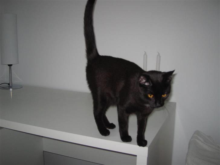 Huskat Oskar billede 10