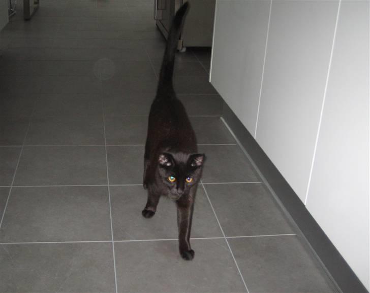 Huskat Oskar billede 11