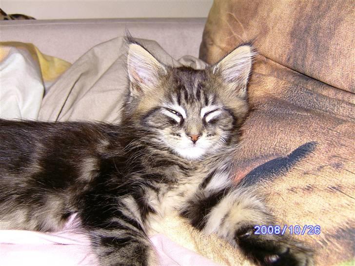 Maine Coon Tøsen billede 5