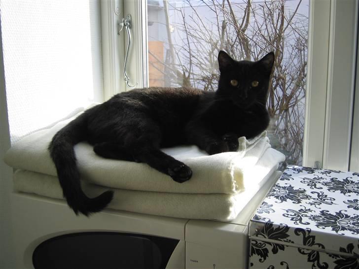 Huskat Oskar billede 12