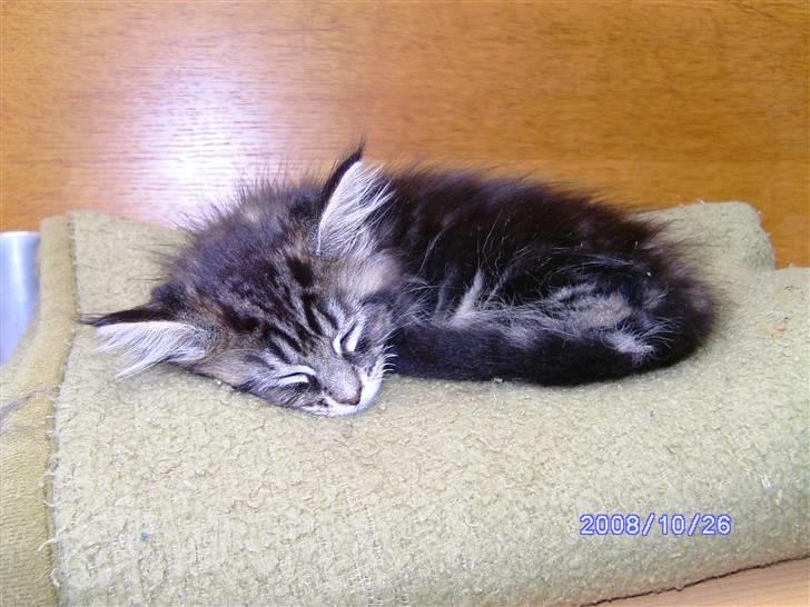 Maine Coon Tøsen billede 6