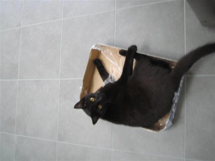 Huskat Oskar billede 13