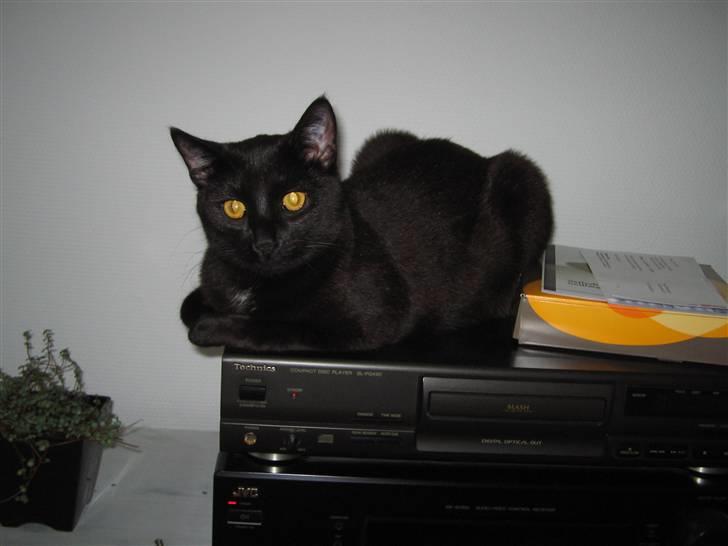 Huskat Oskar billede 14