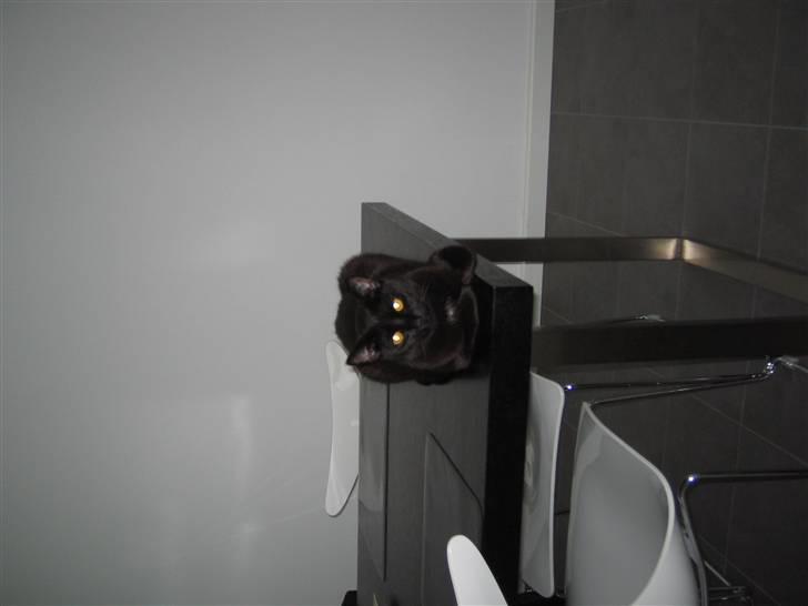 Huskat Oskar billede 15