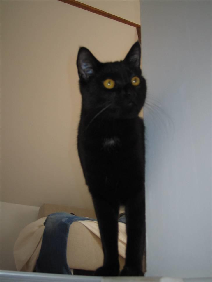 Huskat Oskar billede 16