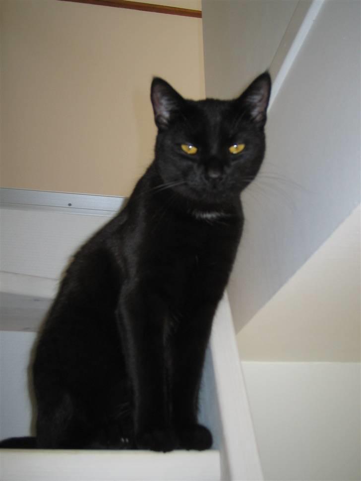 Huskat Oskar billede 17