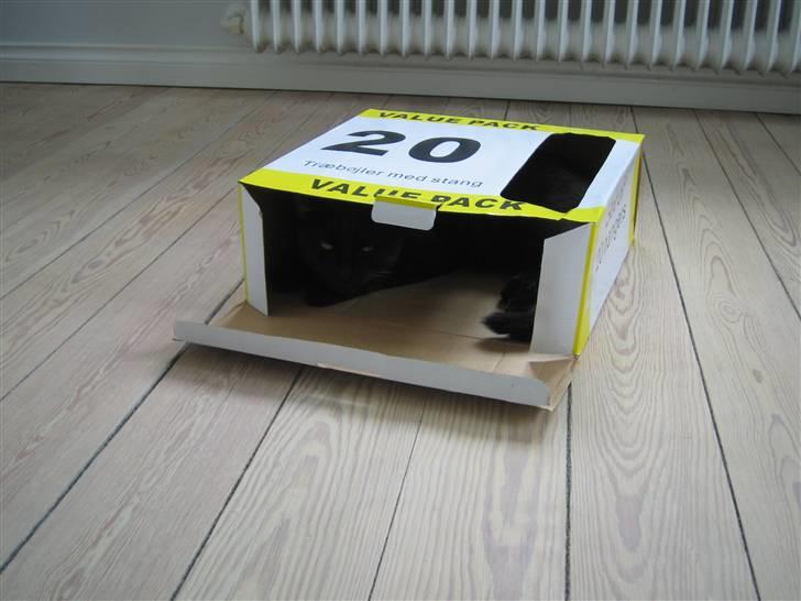 Huskat Oskar billede 18