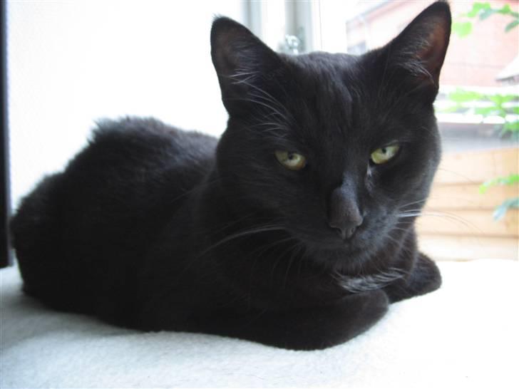 Huskat Oskar billede 19