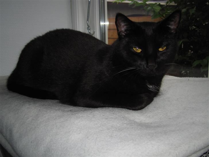 Huskat Oskar billede 20