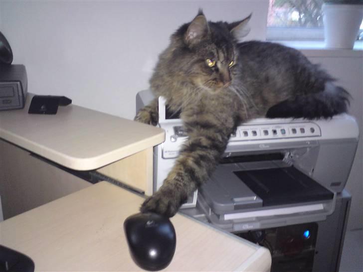 Maine Coon jakob - Katten efter musen billede 7