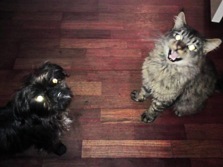 Maine Coon jakob - Tror du vi får noget lille hund?? billede 8