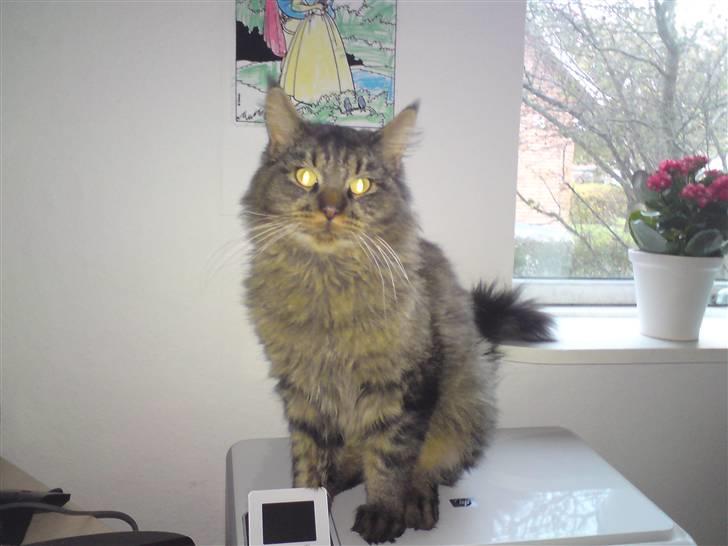 Maine Coon jakob billede 9