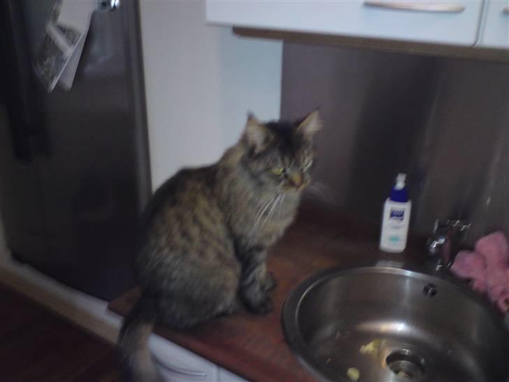 Maine Coon jakob billede 10