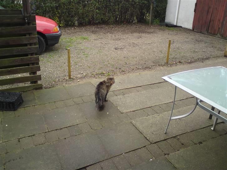 Maine Coon jakob - Skal lige............. billede 11