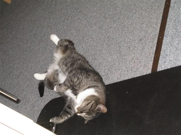 Huskat Misha - Puhhh hvor er jeg træt! billede 6