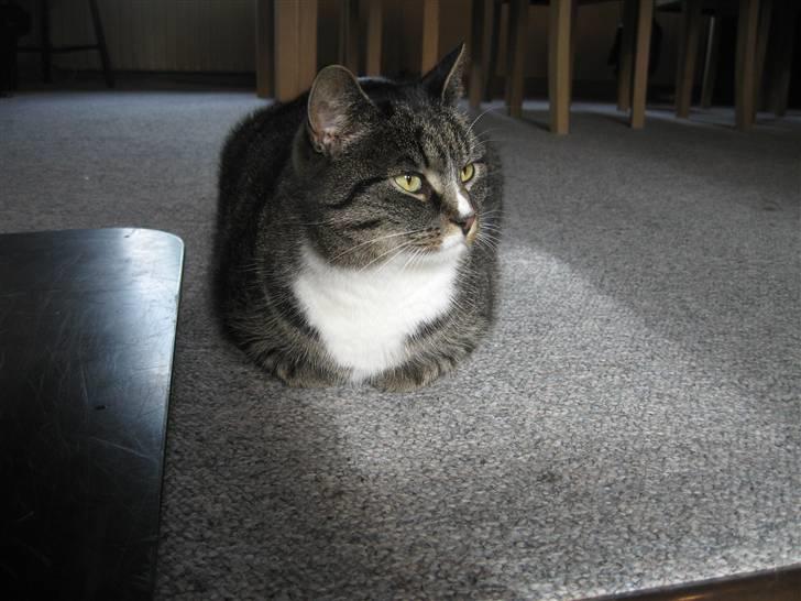 Huskat Misha - HEY... billede 7