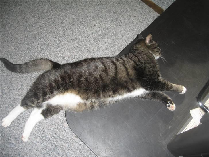 Huskat Misha - jeg elsker at ligge ved brændeovnen! billede 8