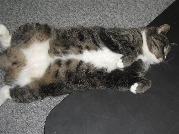 Huskat Misha - Hawai dans:-P billede 9