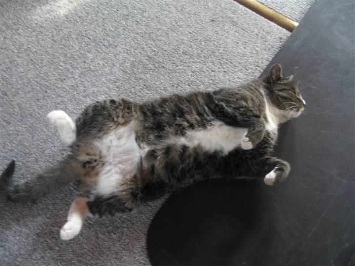 Huskat Misha - ligge på sin ryg er dejligt! billede 10