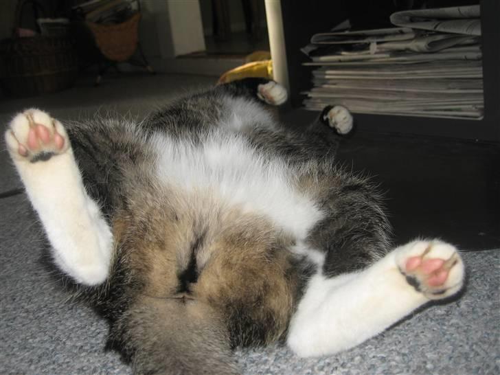 Huskat Misha - se mine smukke poter billede 11