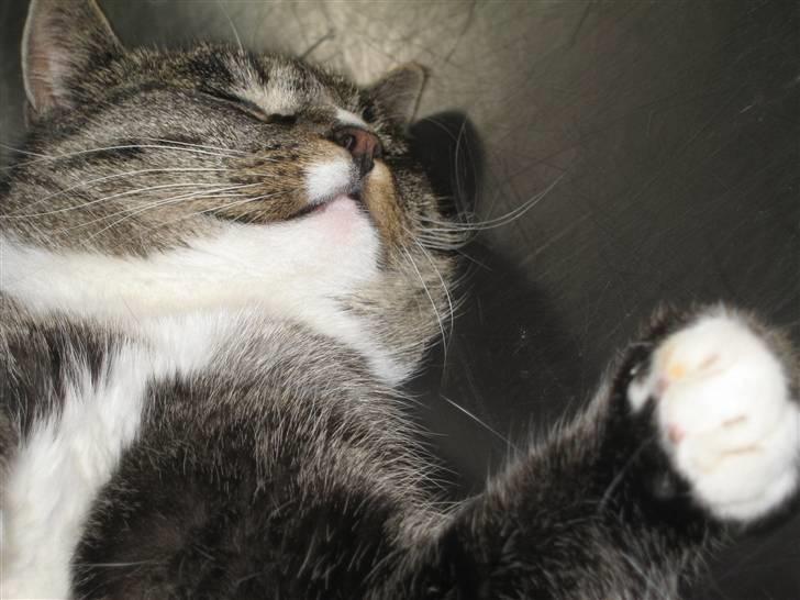 Huskat Misha - Farvel... billede 12