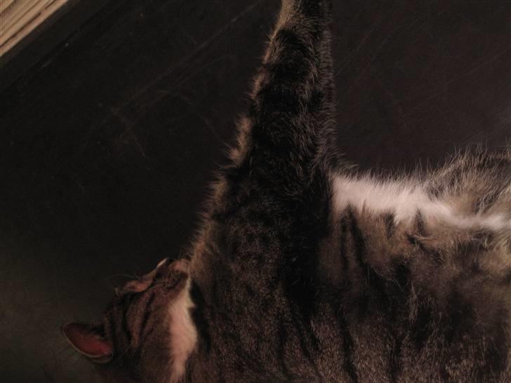 Huskat Misha - udstrækningsøvelse er dejligt:-P billede 13