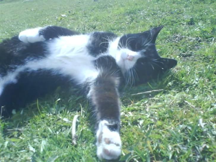 Huskat Mio billede 1