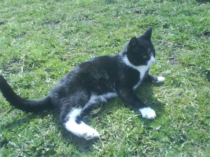 Huskat Mio billede 2