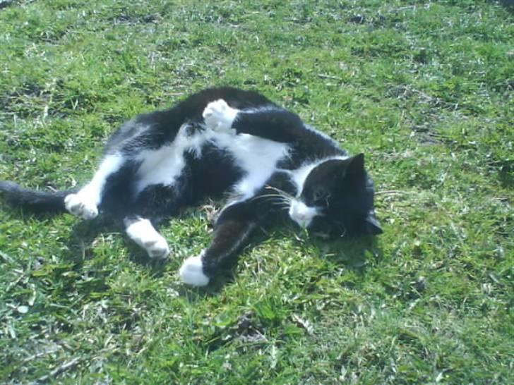 Huskat Mio billede 3