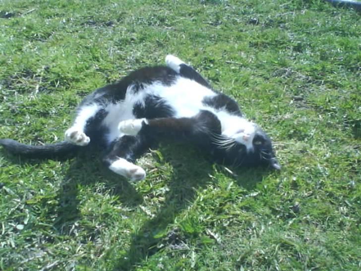 Huskat Mio billede 4