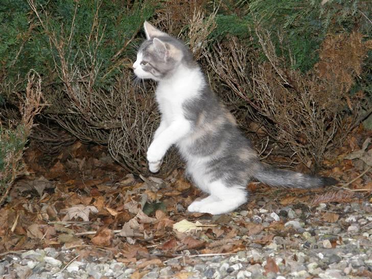 Huskat Whisky (Himmelkat) - Wisky på opdagelse billede 19