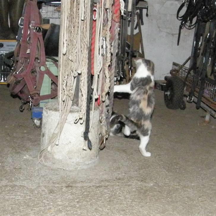 Huskat Whisky (Himmelkat) - Flyvende angreb! billede 20