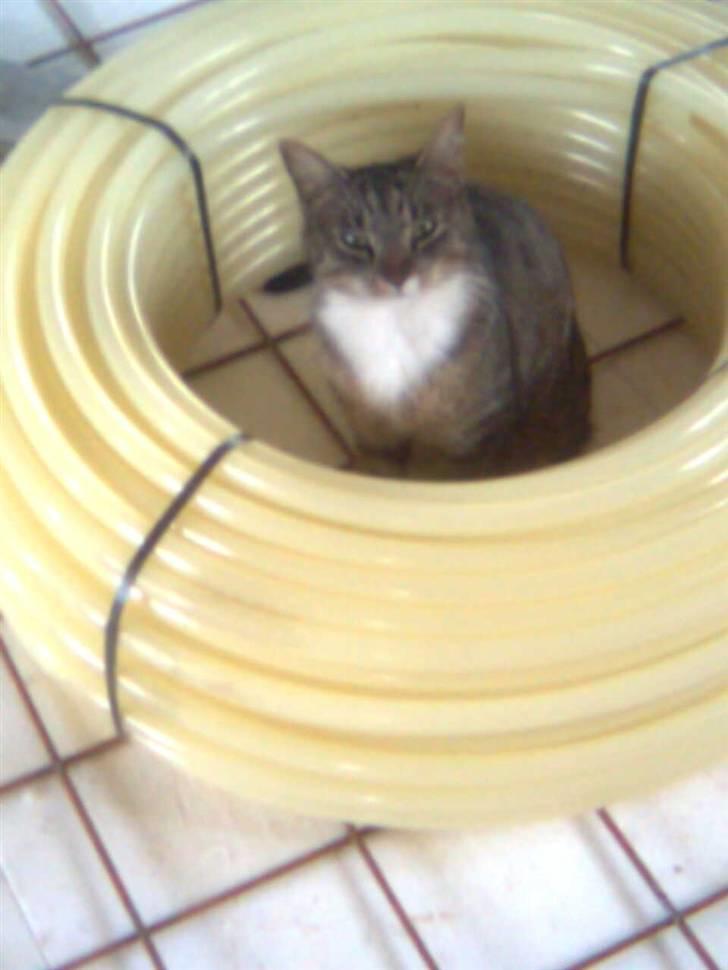 Huskat Silke - Silke-muzz billede 8