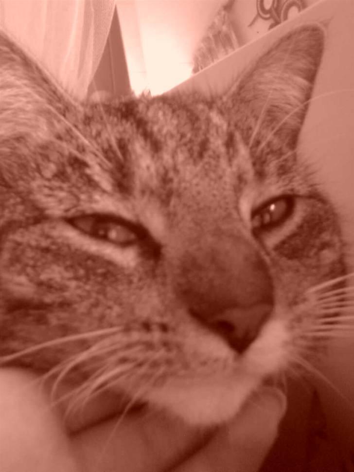 Huskat Silke - Silke<33 billede 9