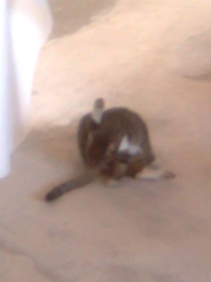 Huskat Silke - mere rengøring billede 10