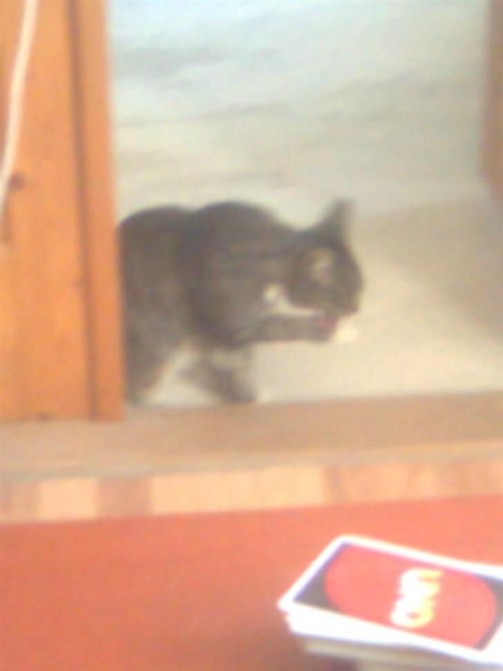 Huskat Silke - og lidt mere rengøring ( : billede 11