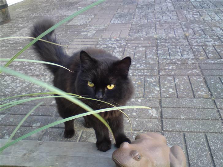 Blanding af racer Pelle *Død* billede 10